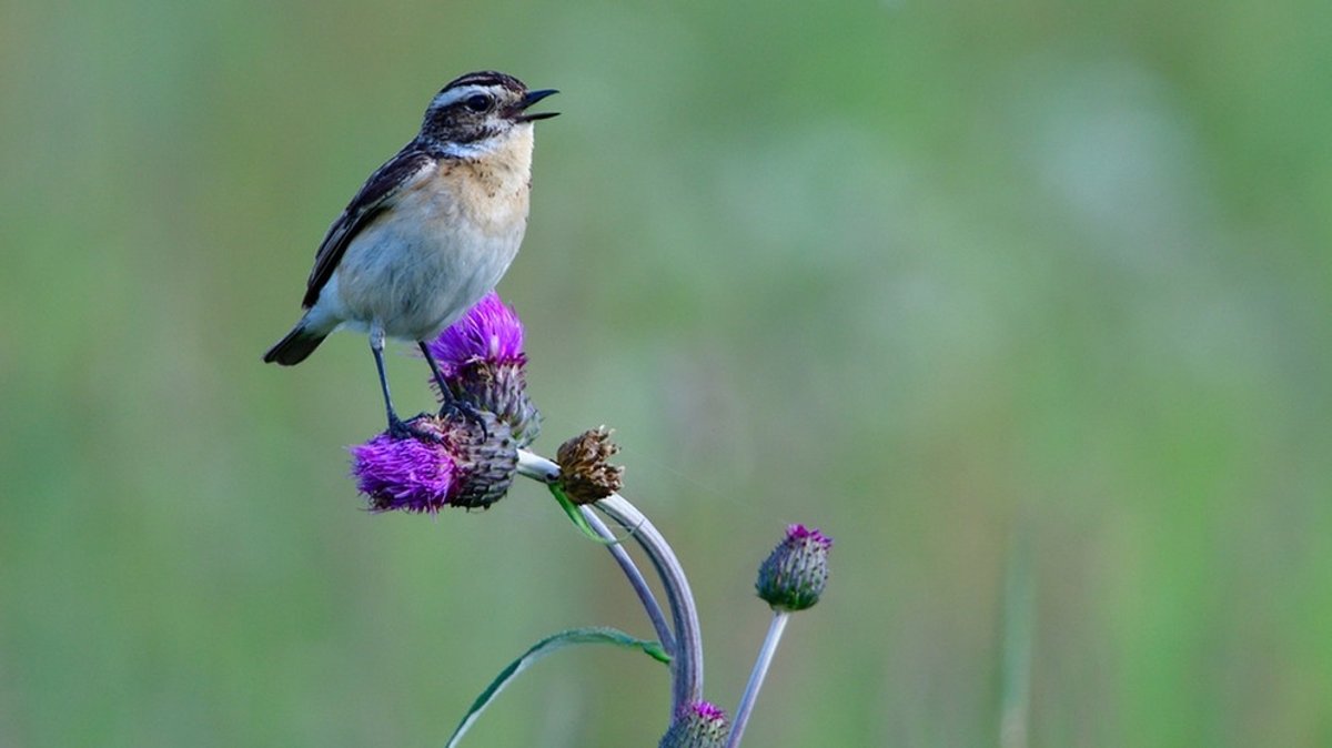 Vogelbeobachtung: Vögel zu beobachten, macht glücklich