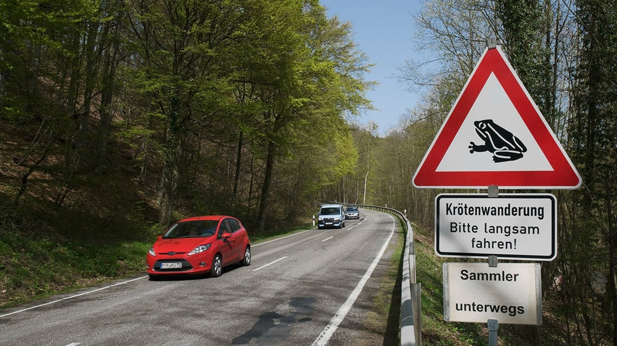 Krötenwanderung: Kröten-Retterinnen für Artenvielfalt im Einsatz