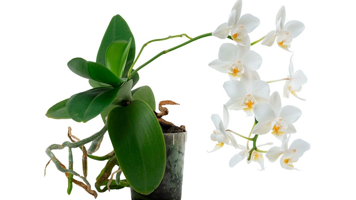 Ableger von Orchidee: Orchideen einfach vermehren