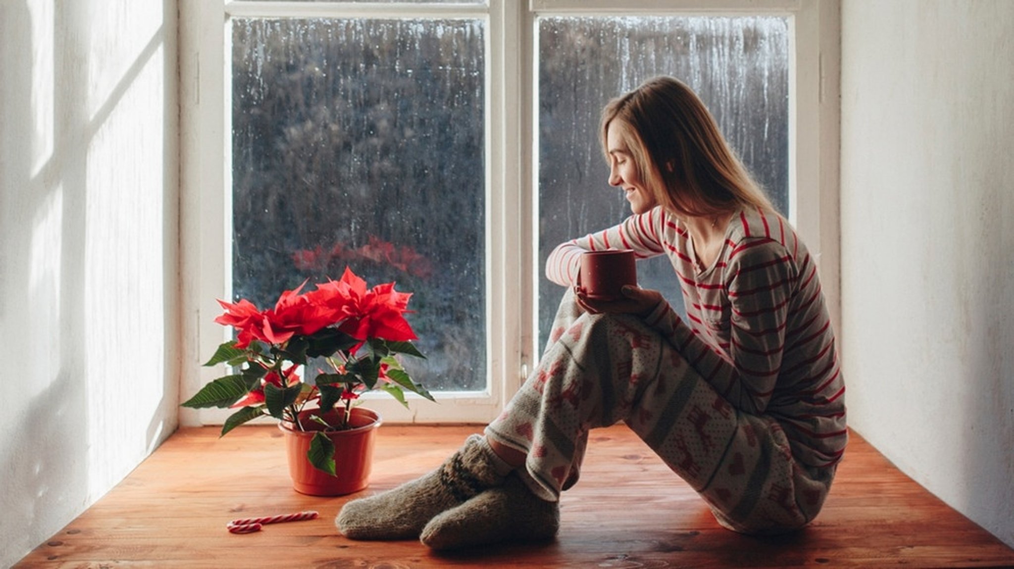 Weihnachtsstern Pflege: So gedeiht Ihr Weihnachtsstern