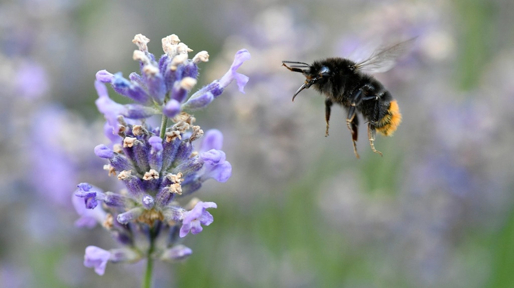 Wildbienen: Welche Hummel ist das denn?