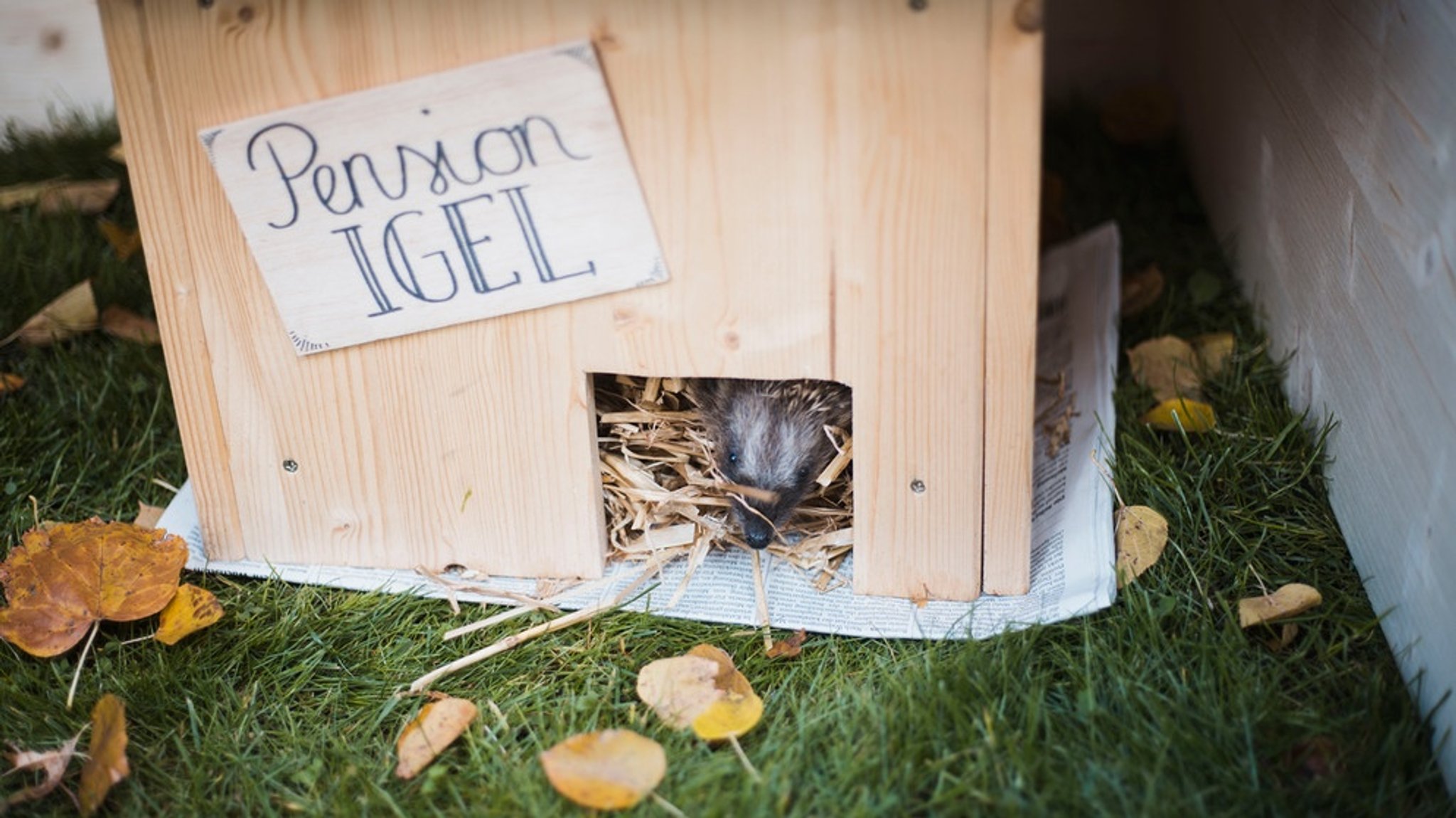 Igel überwintern helfen: Igel im Winterschlaf schützen