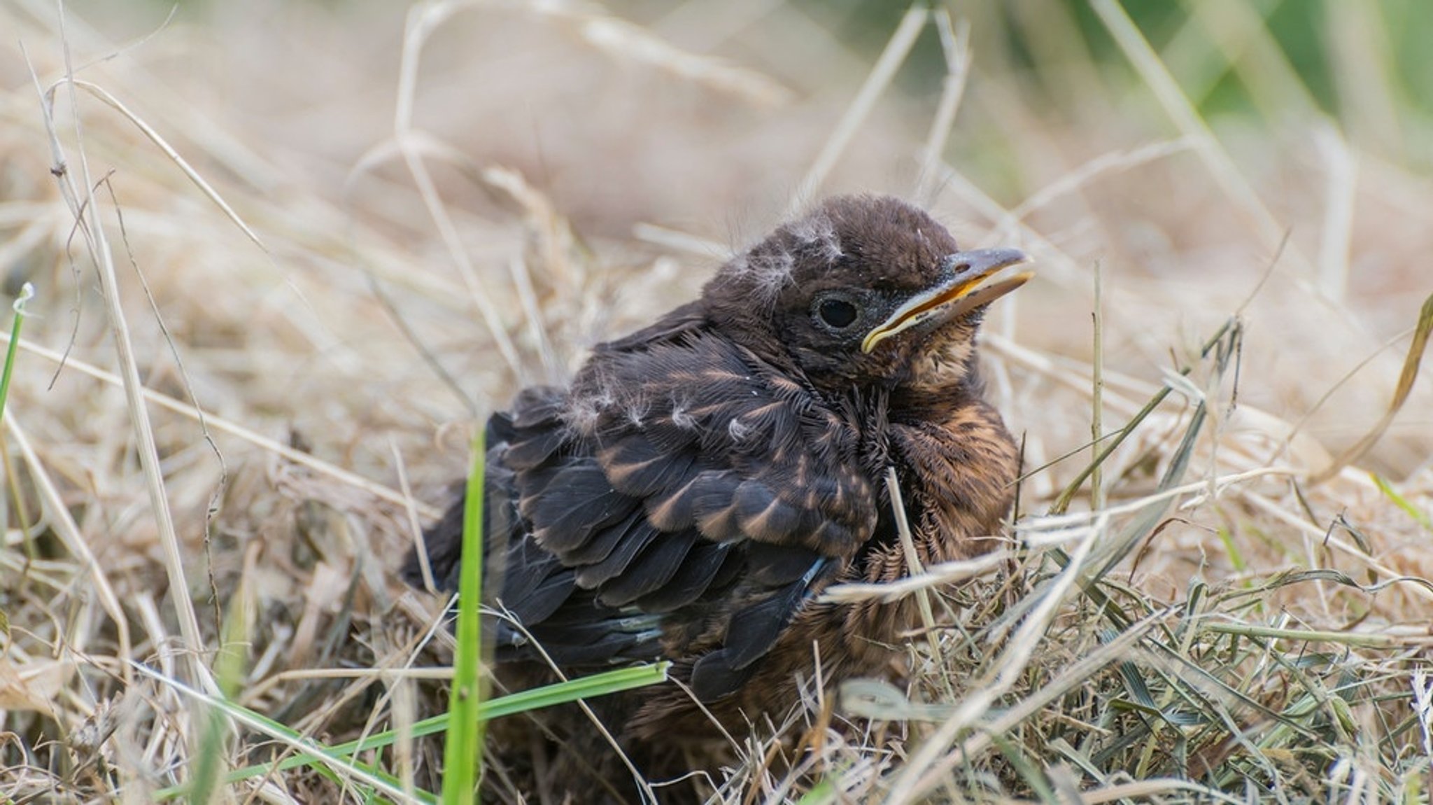 Amsel: Amselküken sitzen auf dem Boden - was tun?