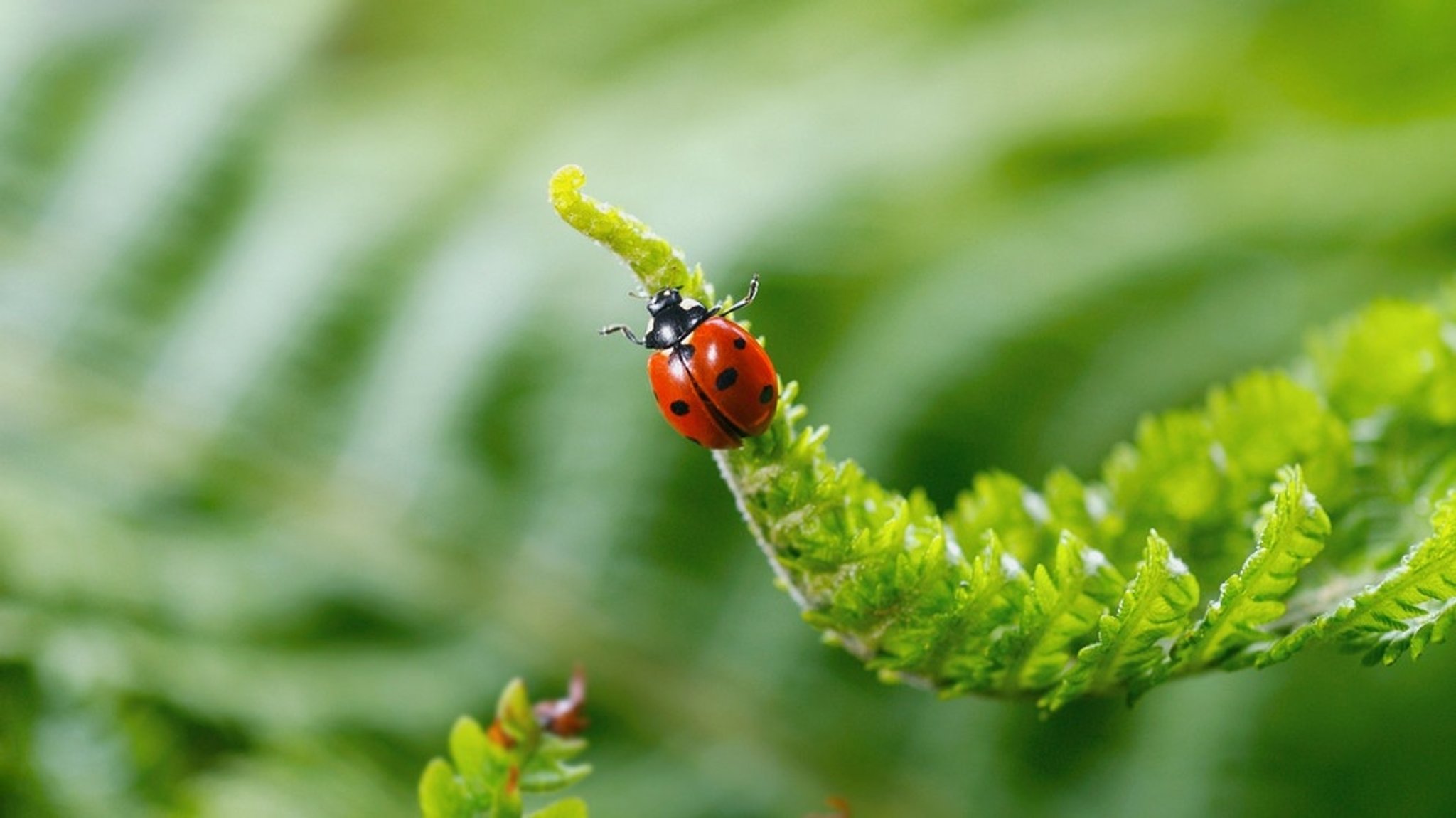 Schädlinge: Schädlinge und Krankheiten im Garten