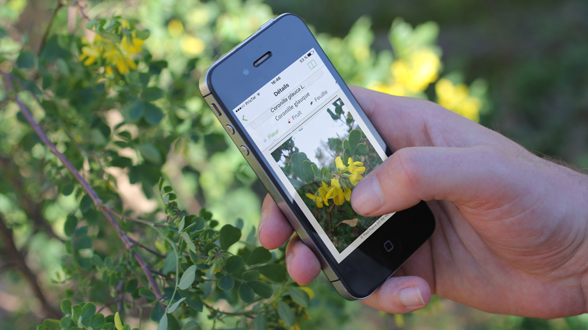 Pflanzenbestimmung App: Pflanzen schnell bestimmen