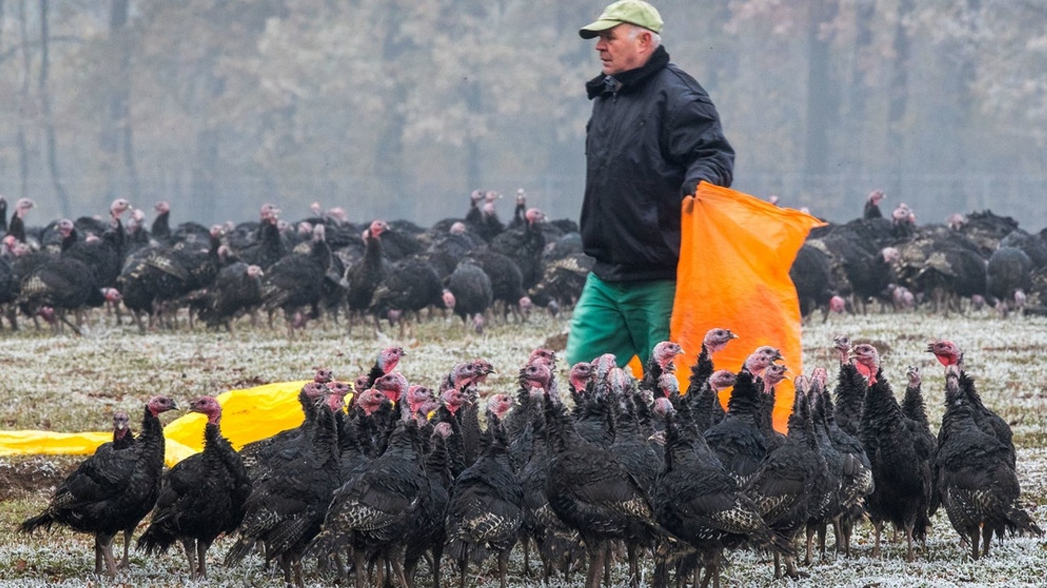 Fälle in Bayern : Vogelgrippe: Das sollten Sie wissen 