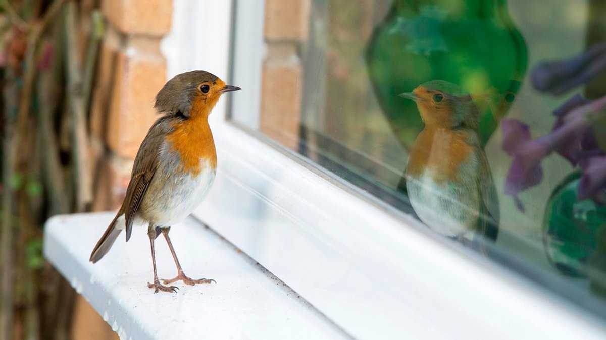 Vogelschlag: So verhindern Sie, dass Vögel gegen Ihre Scheiben fliegen