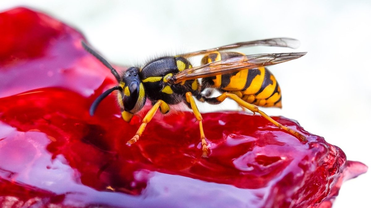 Sind Wespen nützlich?: Warum gibt es Wespen? Fünf Gründe