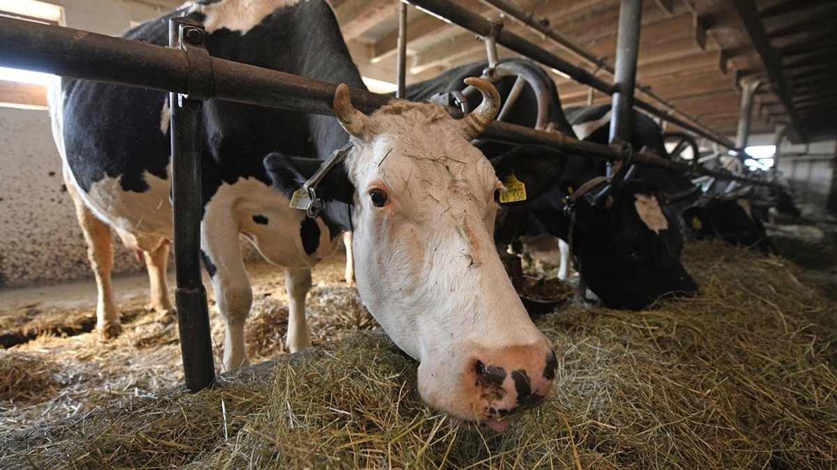 Streit um Anbindehaltung: Ruiniert mehr Tierschutz die bayerische Milchwirtschaft?