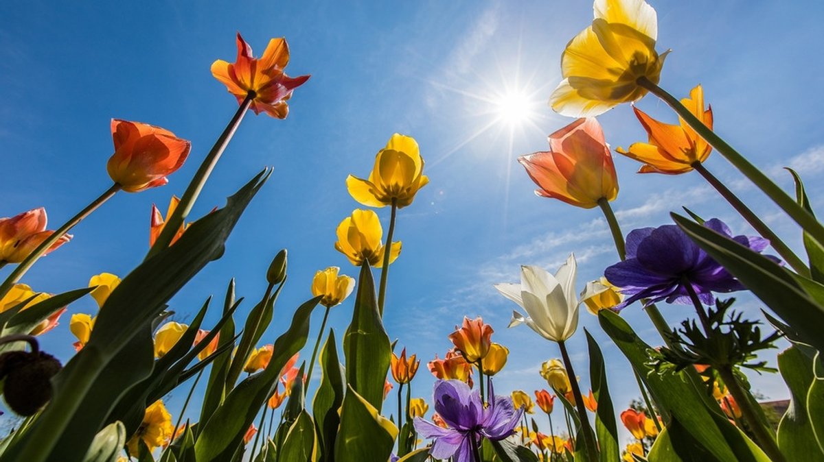 Bunte Blüten für die Seele: Die Landesgartenschauen in Ingolstadt und Lindau