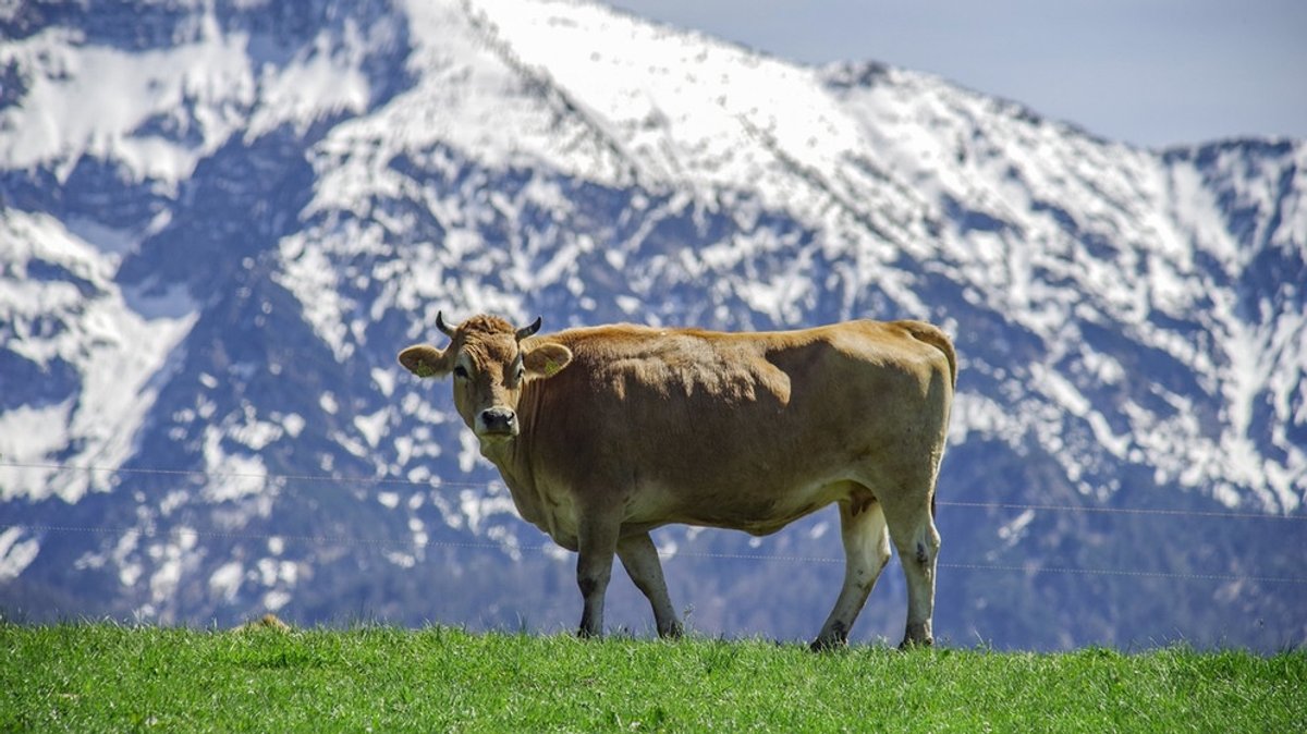 Die Kuh: Das heimliche Wappentier Bayerns
