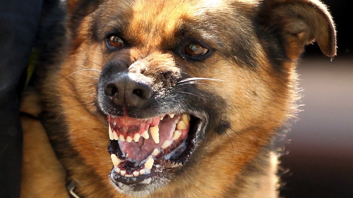 Tagesgespräch vom 12.02.2020: Aggressive Hunde, unfähige Halter: Sind Sie für einen Hundeführerschein?