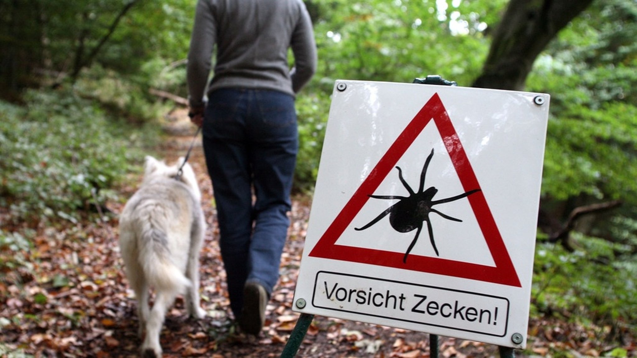 Lyme-Borreliose: Gut behandelbar, aber schwer zu diagnostizieren