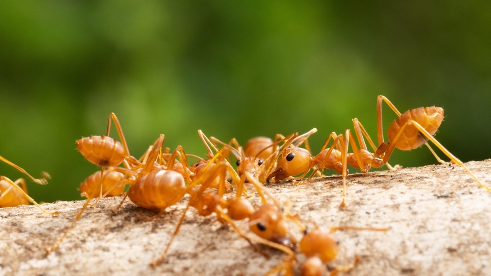 Rote Feuerameise auf dem Vormarsch: Was tun gegen invasive Arten?