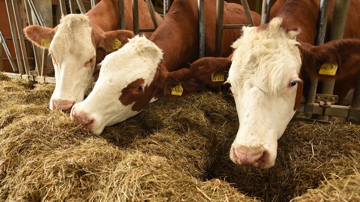 Die letzte Kuh: Sterben der Viehwirtschaft in Mindelaltheim