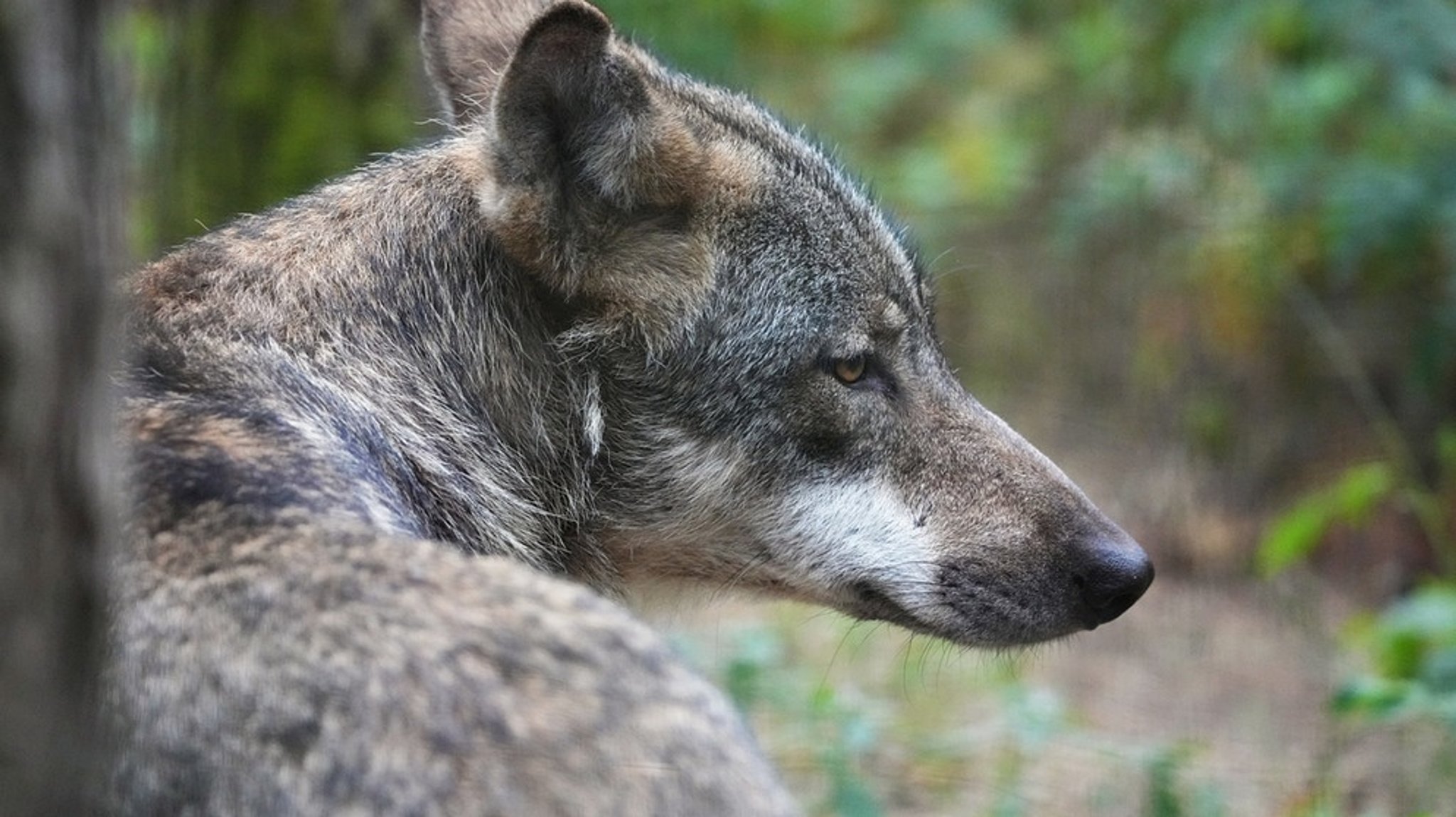 Ernte gut, alles gut?: Muss man den Wolf abschießen?