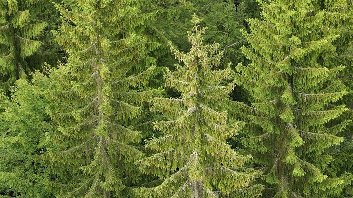 Bayerns Wälder: Naturnaher Waldumbau