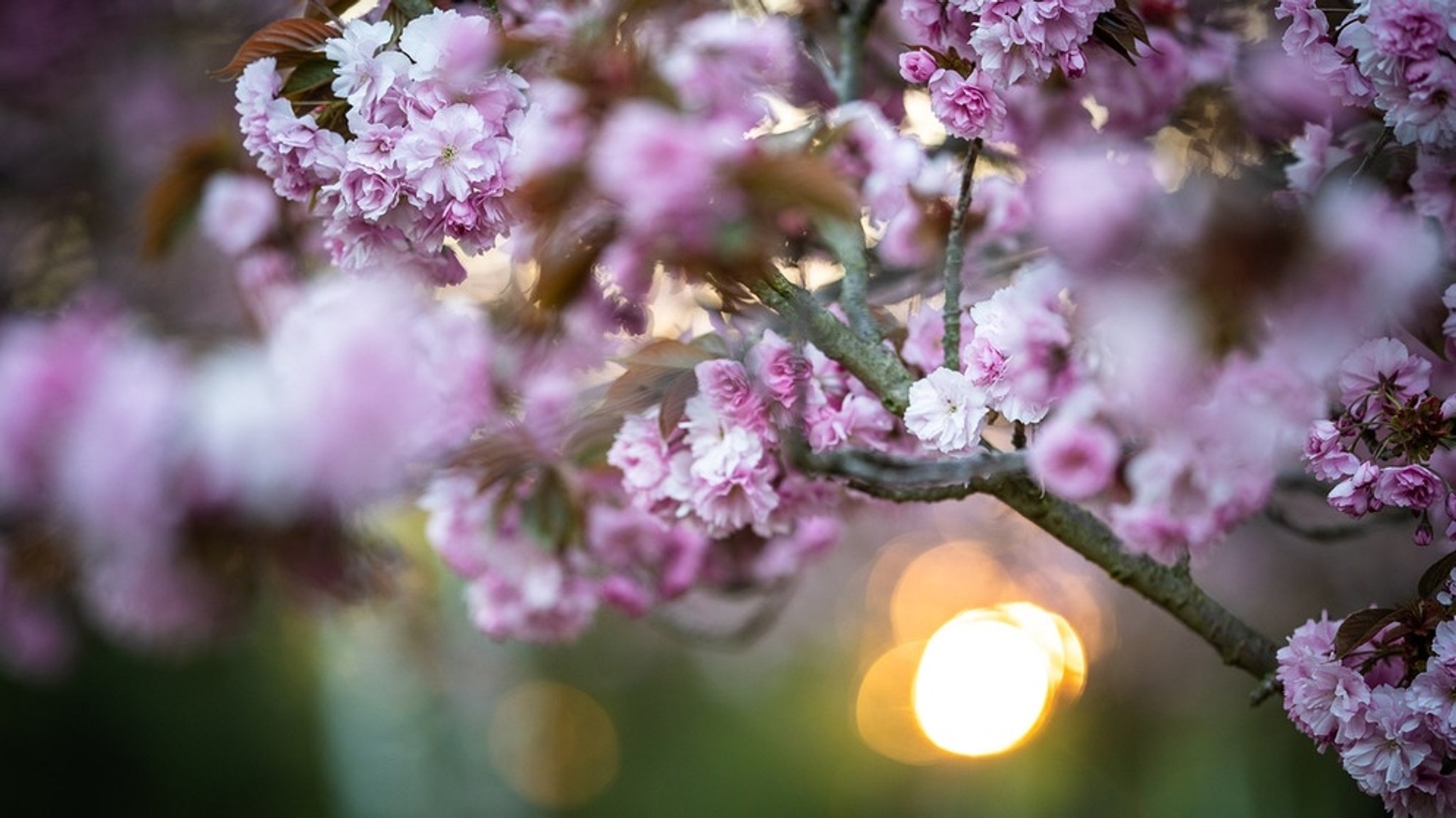 Die japanische Kirschblüte