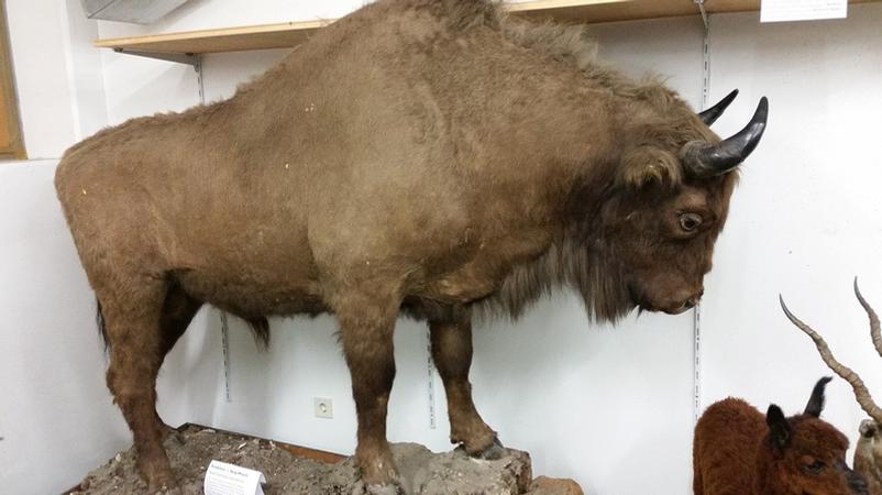 Neuseelands Vogelwelt Brauchte Millionen Jahre Zur Regeneration Br24