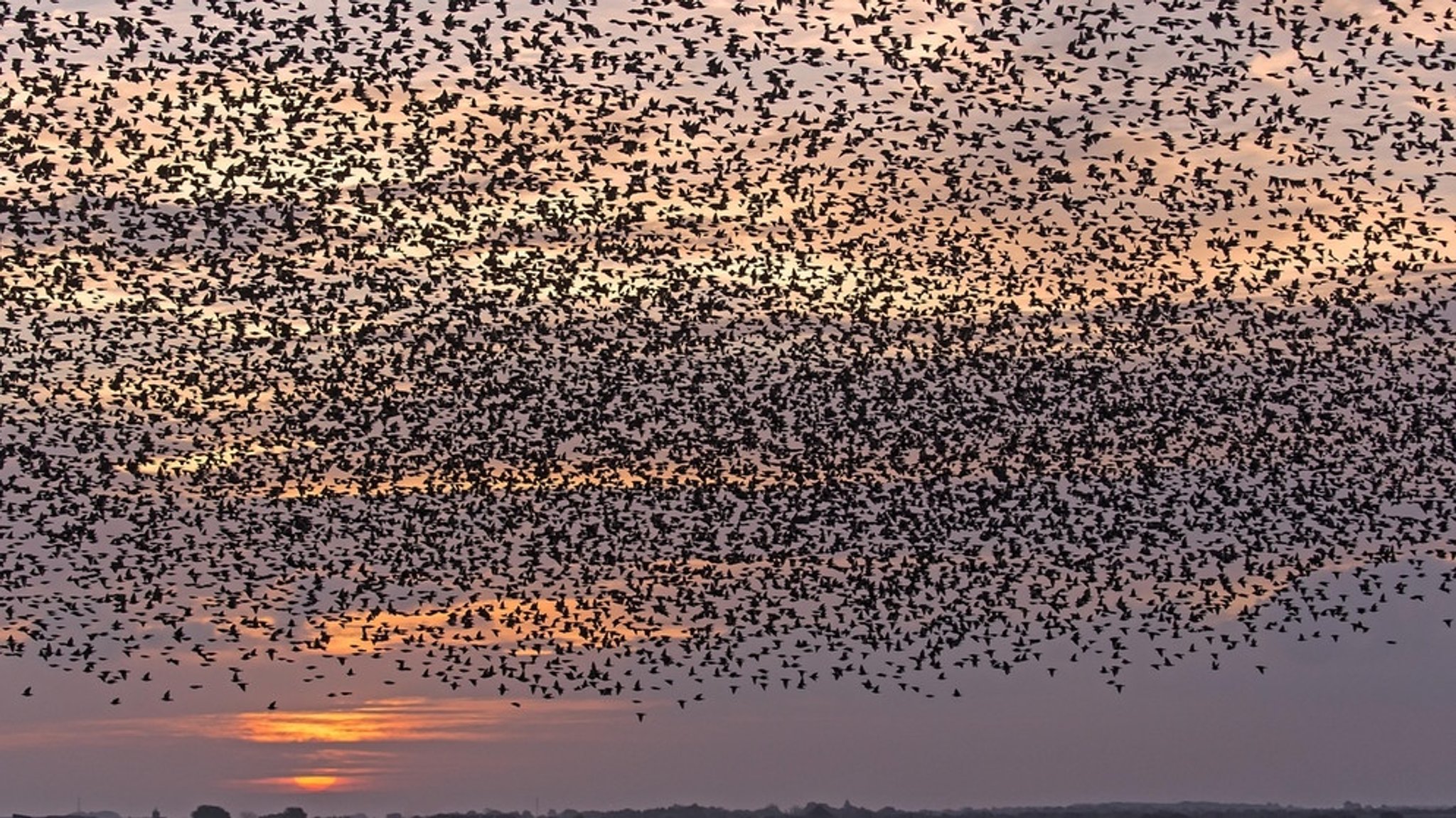 Tierische Überlebensstrategien: Zugvögel