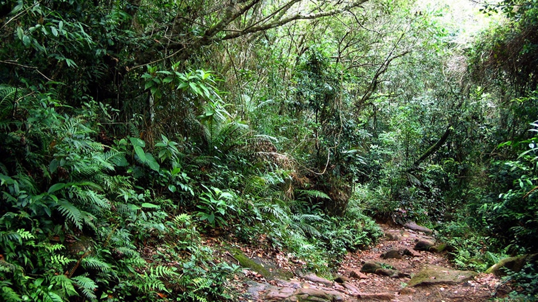 Der Regenwald: Ein grünes Porträt