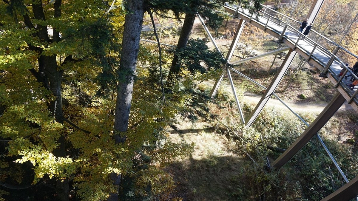Hochbrücke mit Ausblick: Auf dem Baumwipfelpfad im Bayerischen Wald