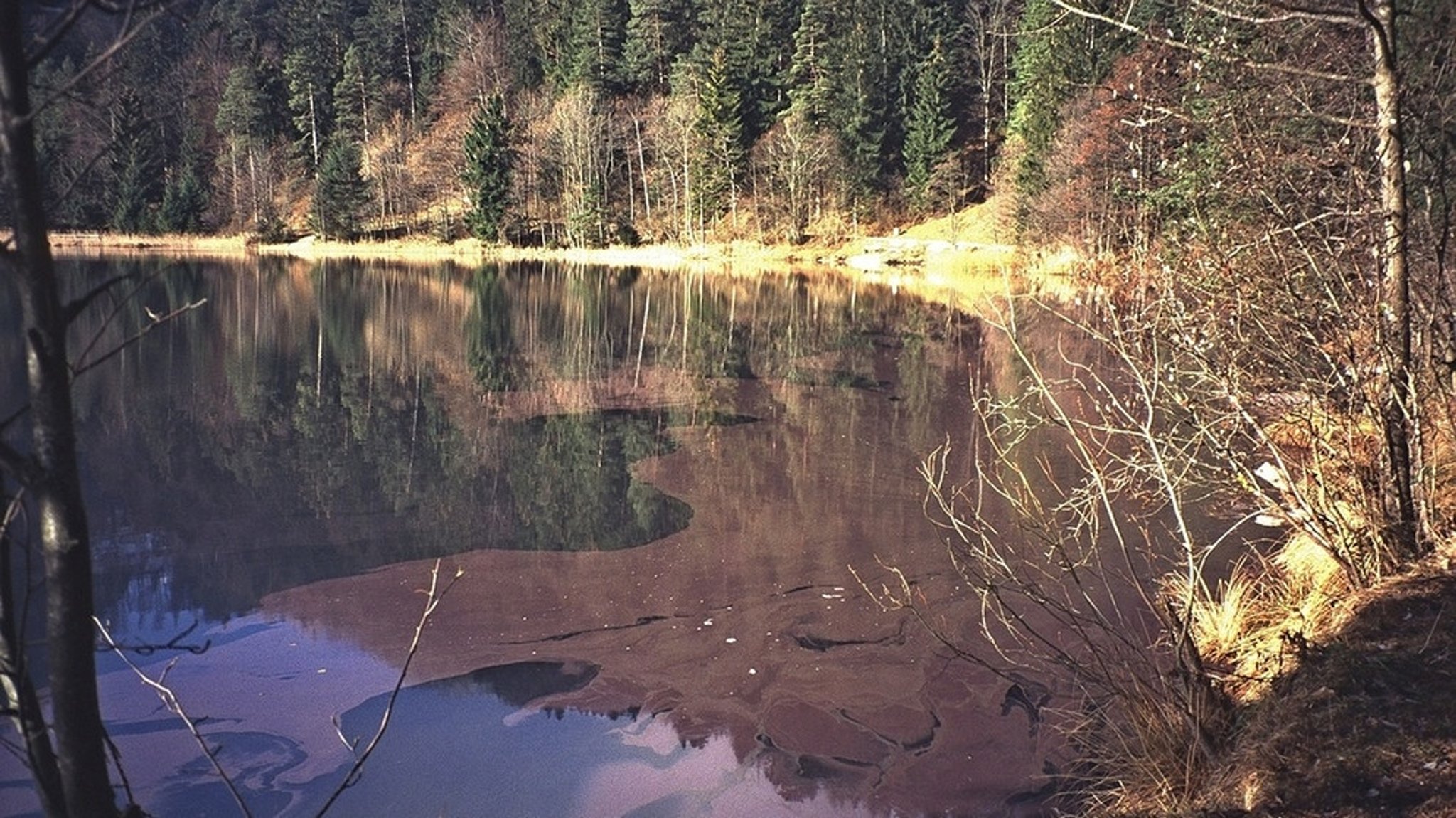 Blutende Wasser: Ein Porträt des geheimnisvollen Alatsees