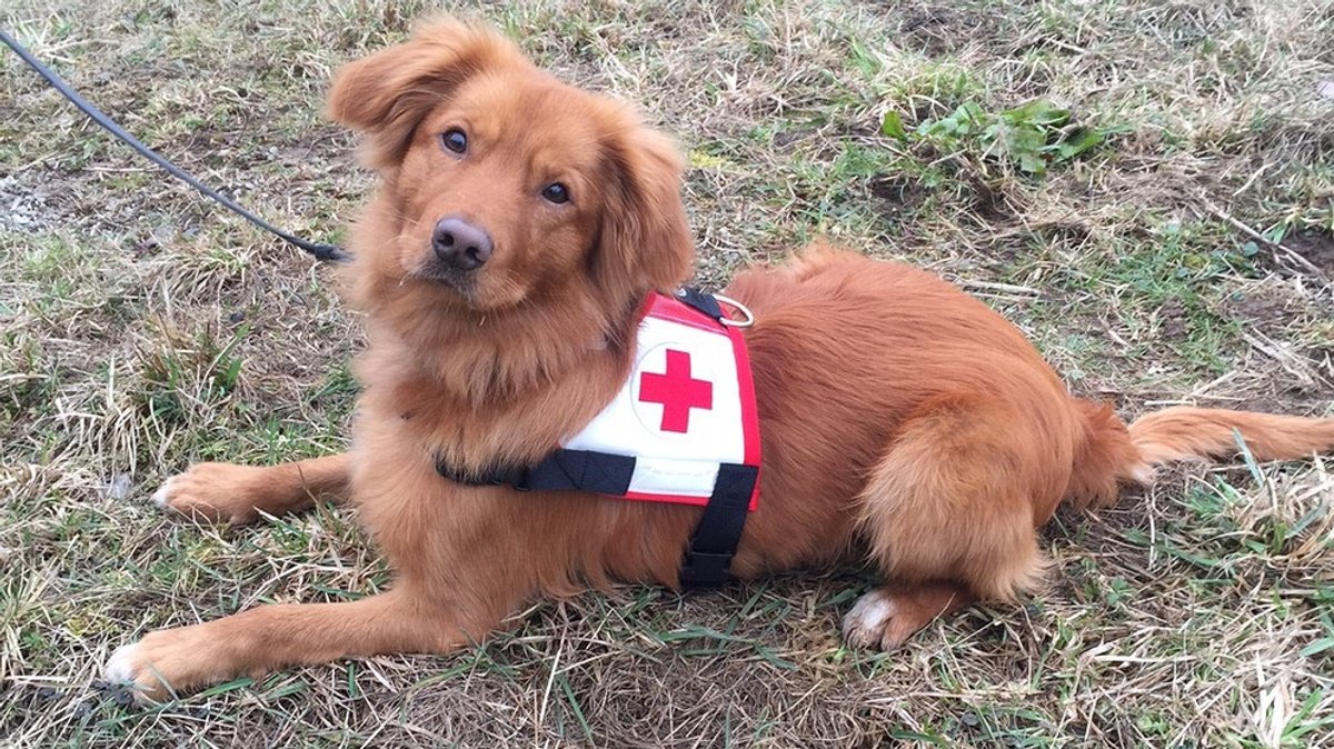 Luxi soll Leben retten: Ein Welpe auf dem Weg zum Rettungshund