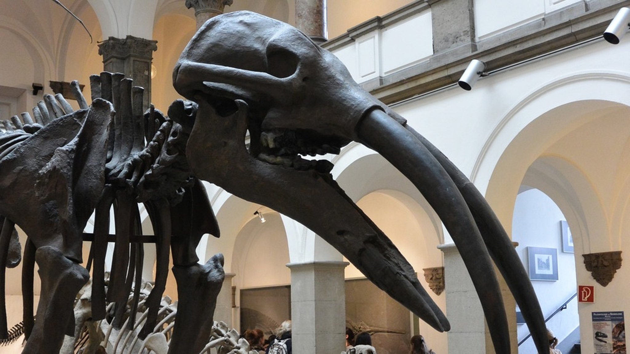 Paläontologie in München: Früheste bayerische Urviecher besuchen