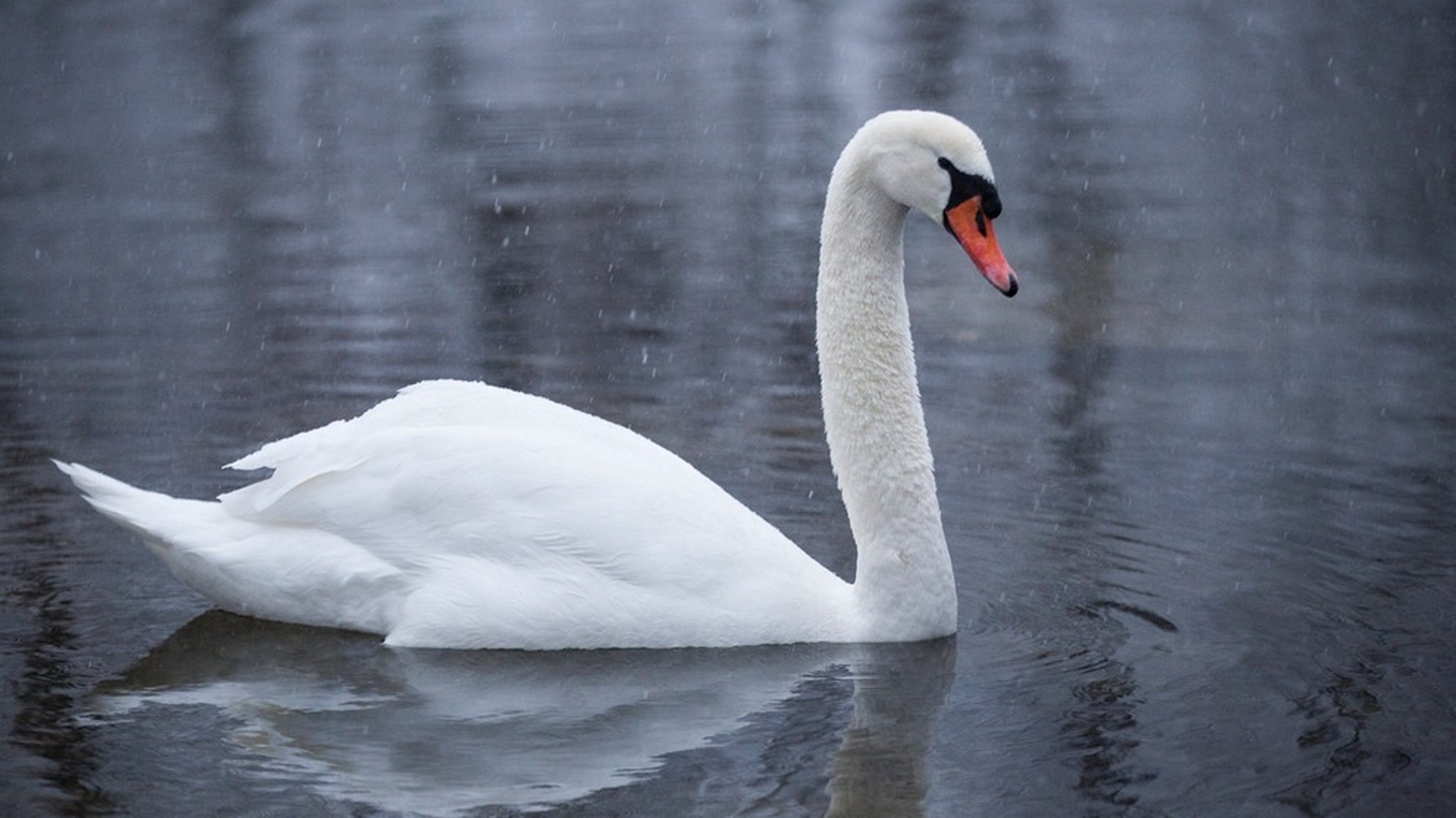 Bayerns heimliches Wappentier: Der Schwan 