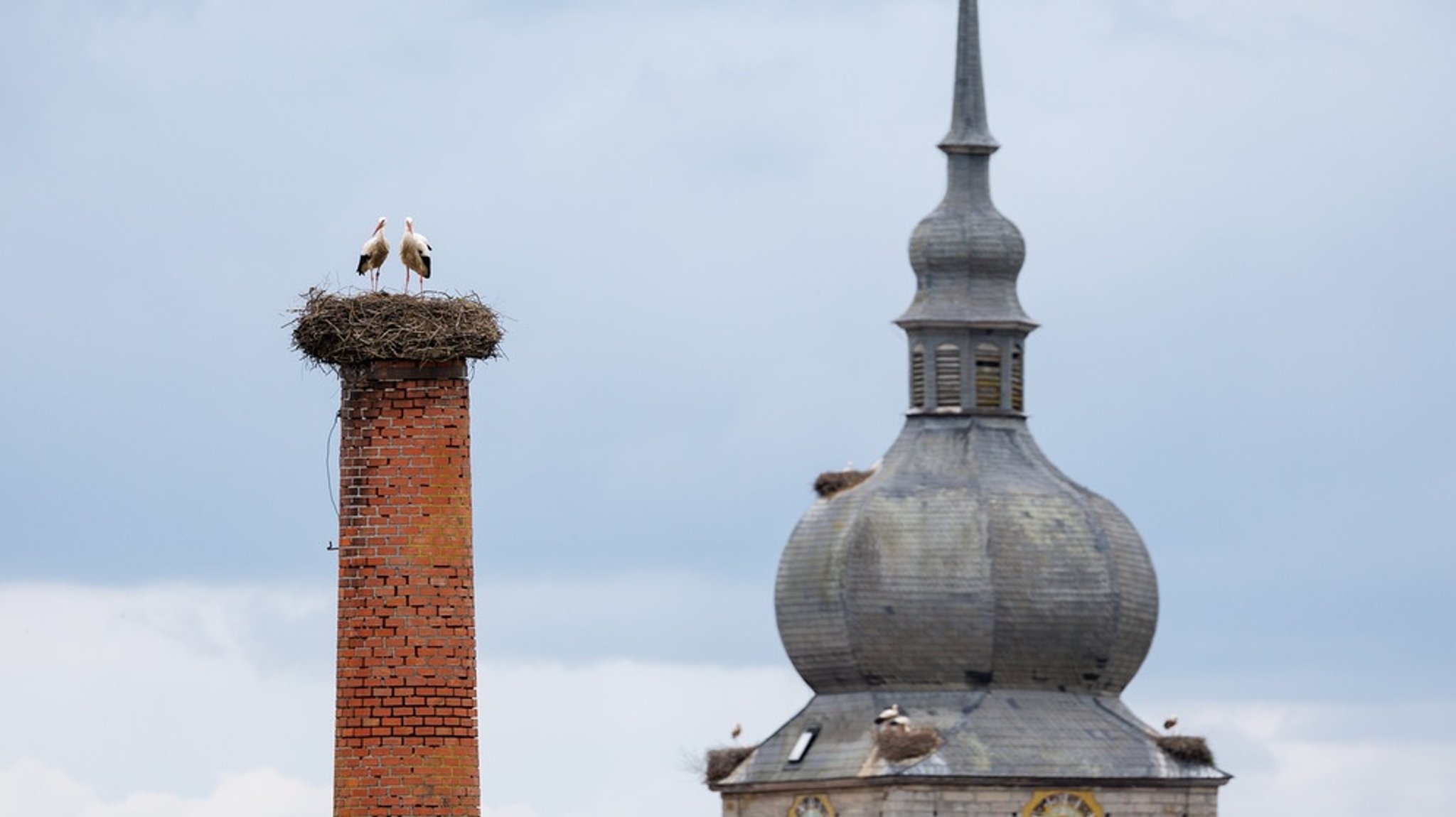 Der Storch ist da: Meister Adebar in Franken