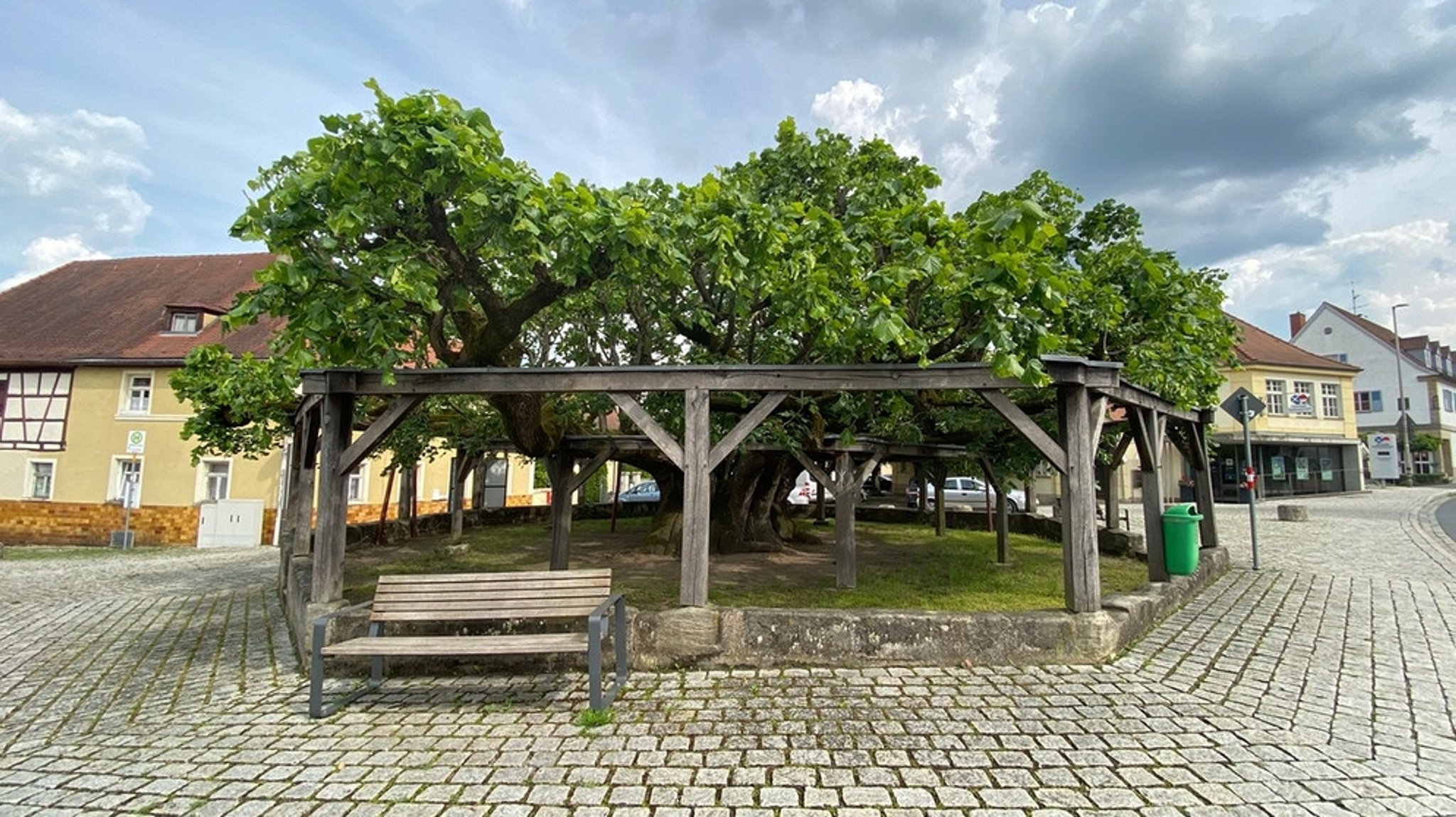 Vom Umgang mit der Natur: Bäume und ihre Geschichten