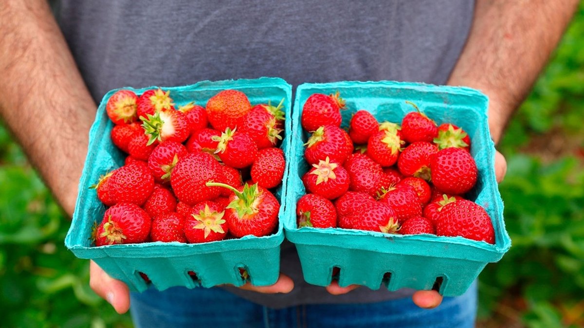 Erdbeeren selber pflücken: Zu welcher Tageszeit pflücken?