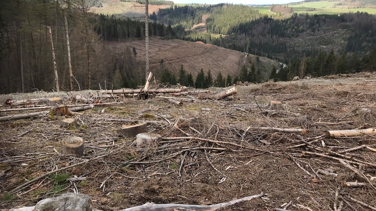Die BR24 Reportage: Welche Bäume braucht der Wald in Bayern? Trockenheit, Borkenkäfer und Wildverbiss stressen