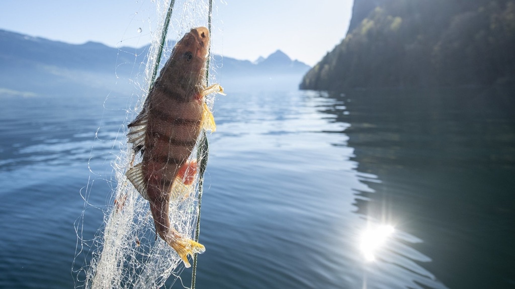 Seethermie: Schweizer Seewasser als alternative Energiequelle