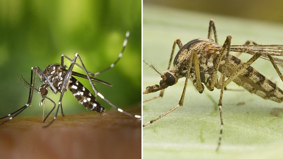 Mücken-Jäger und Tigermücken: Gefährlichen Mücken auf der Spur