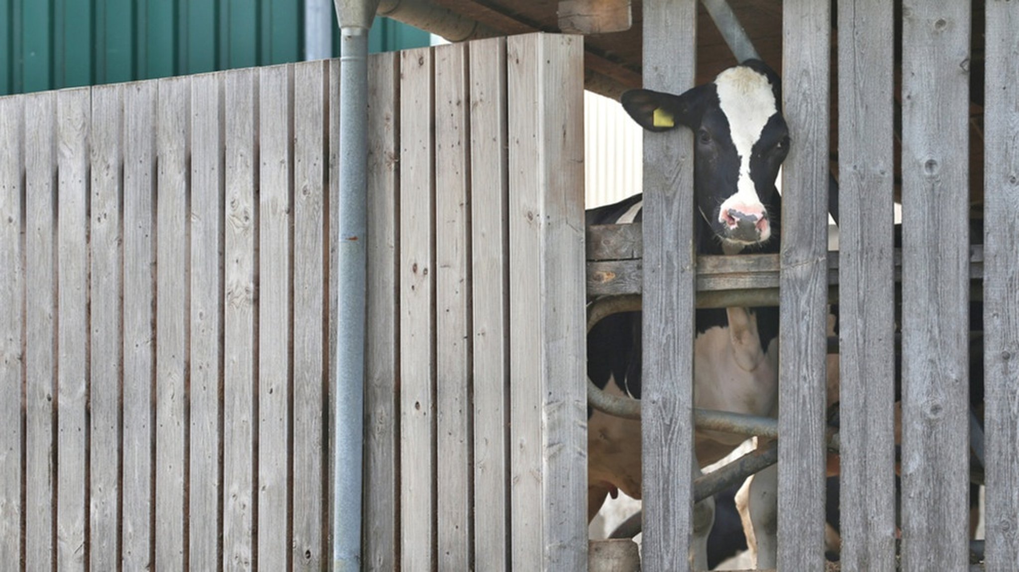 Tierschutzskandal im Allgäu: Einblick in die BR-Recherchen 